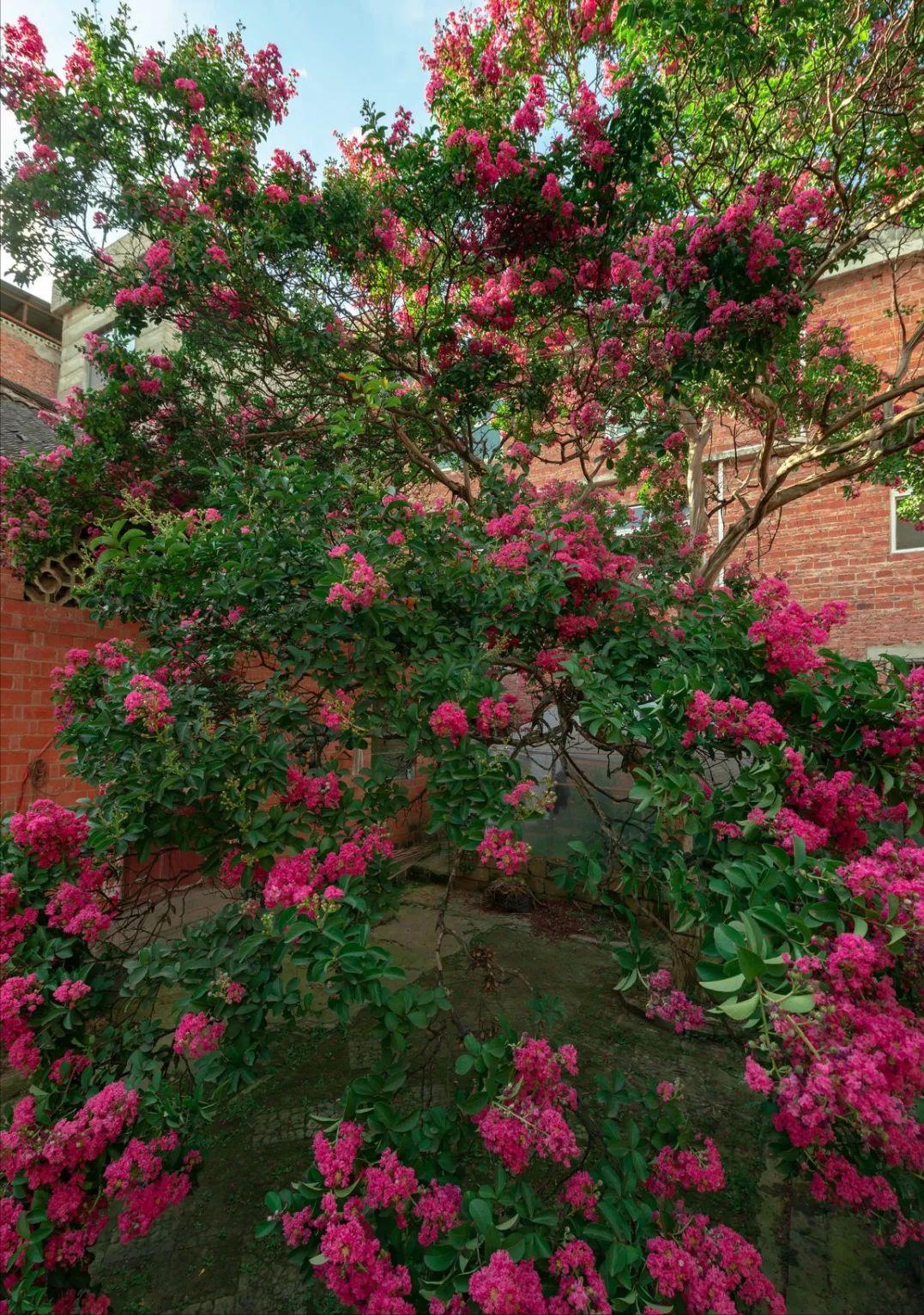 门前种什么树最好看最吉利,门前种好树子孙一直富