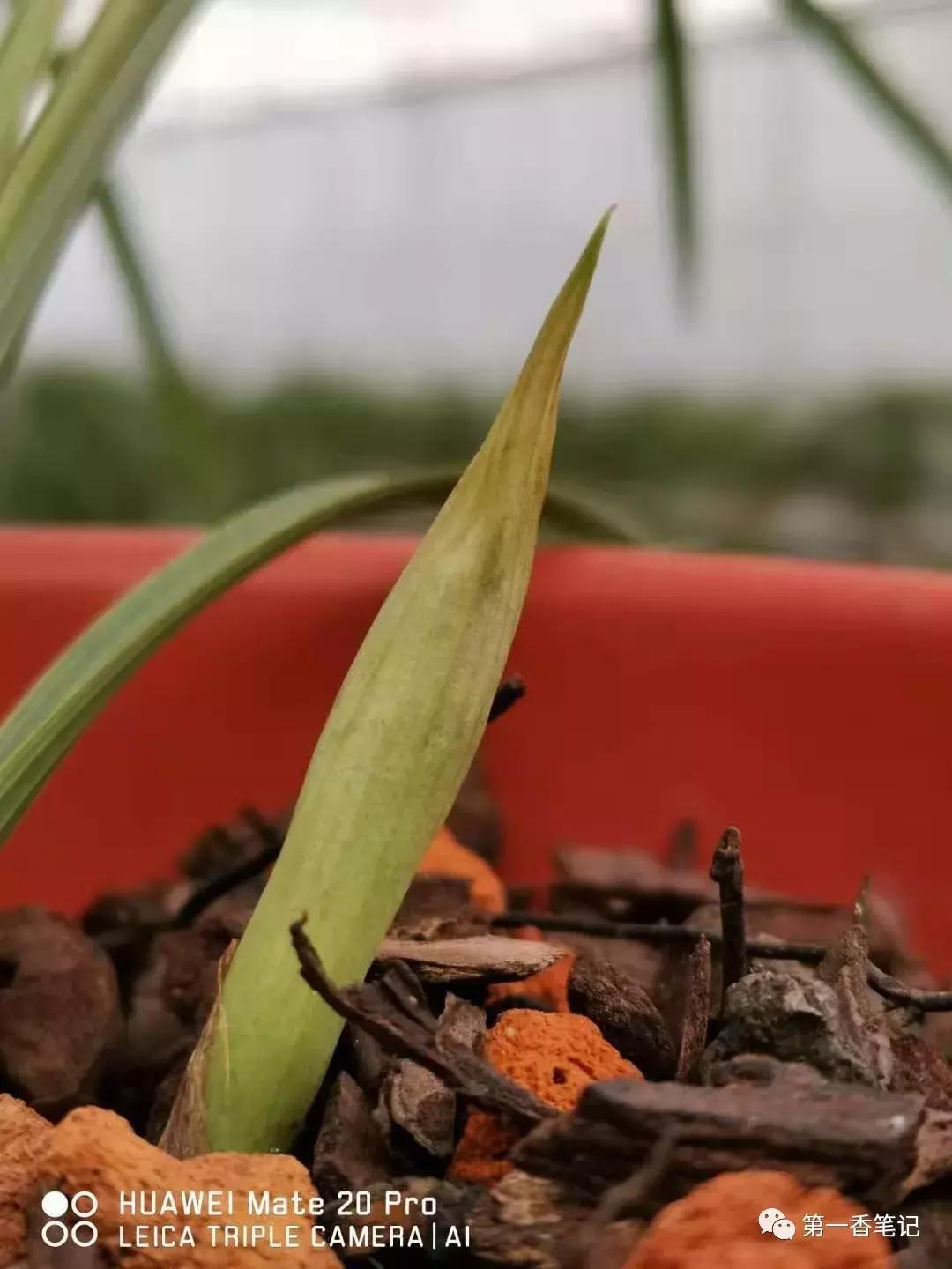 兰花花苞如何看品种,如何辨别兰花花苞的品种