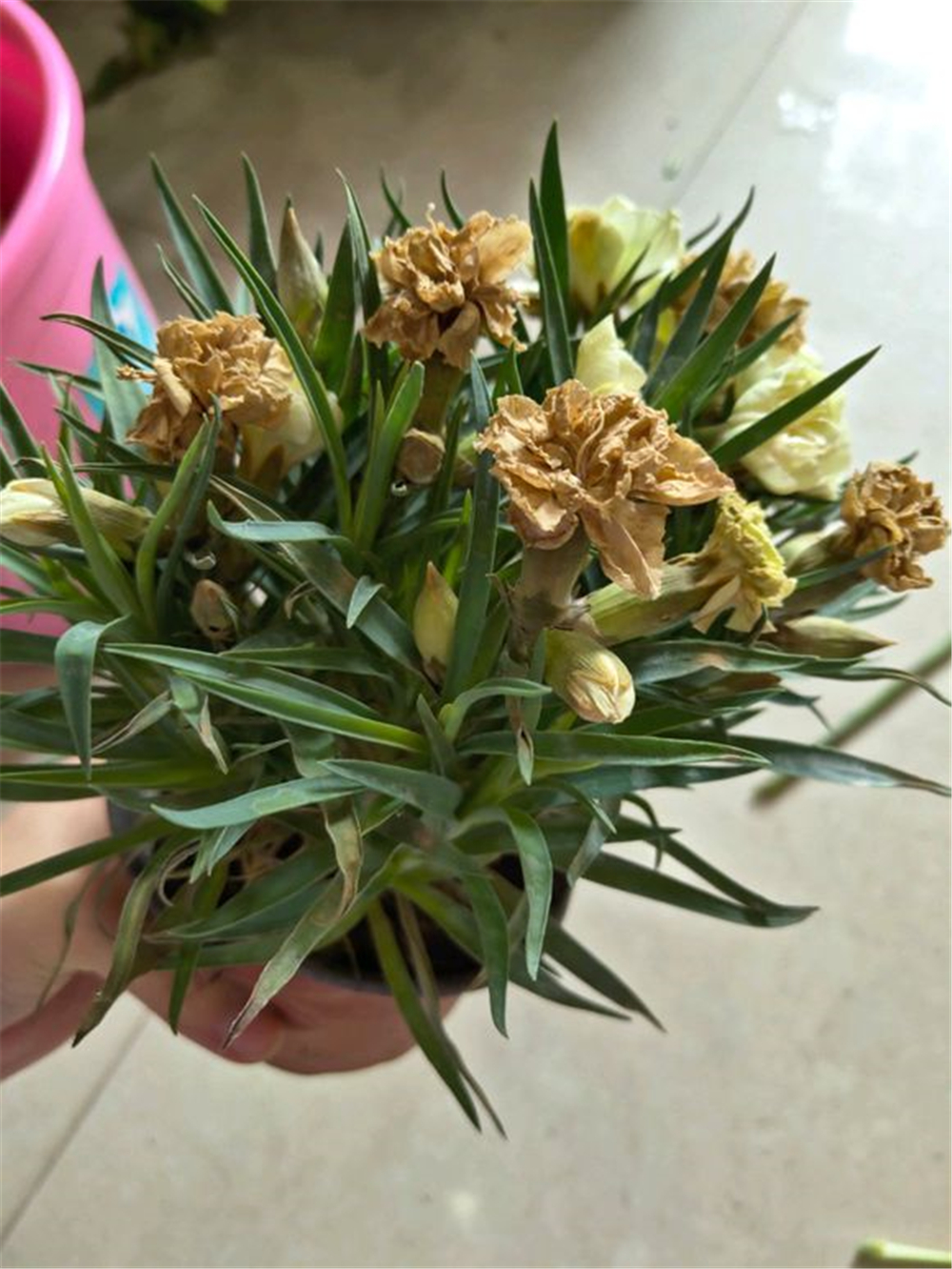 康乃馨花苞发蔫发黄如何修剪,康乃馨蔫了怎么救活