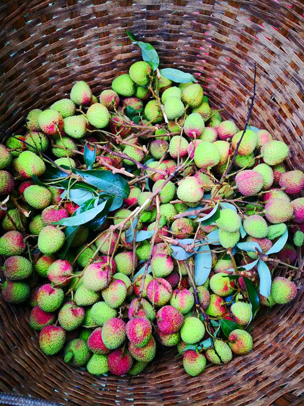 海南澄迈县荔枝妃子笑,海南妃子笑荔枝现摘现发核小汁甜