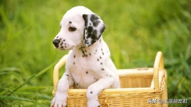 惹狗狗生气了用罐头哄,惹狗狗应激怎么哄好它