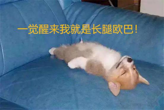 怎么才能养一只柯基犬,养柯基犬最简单的需要准备什么