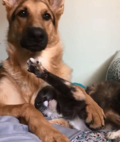 德牧从小养到大,德牧把猫当成宝贝养