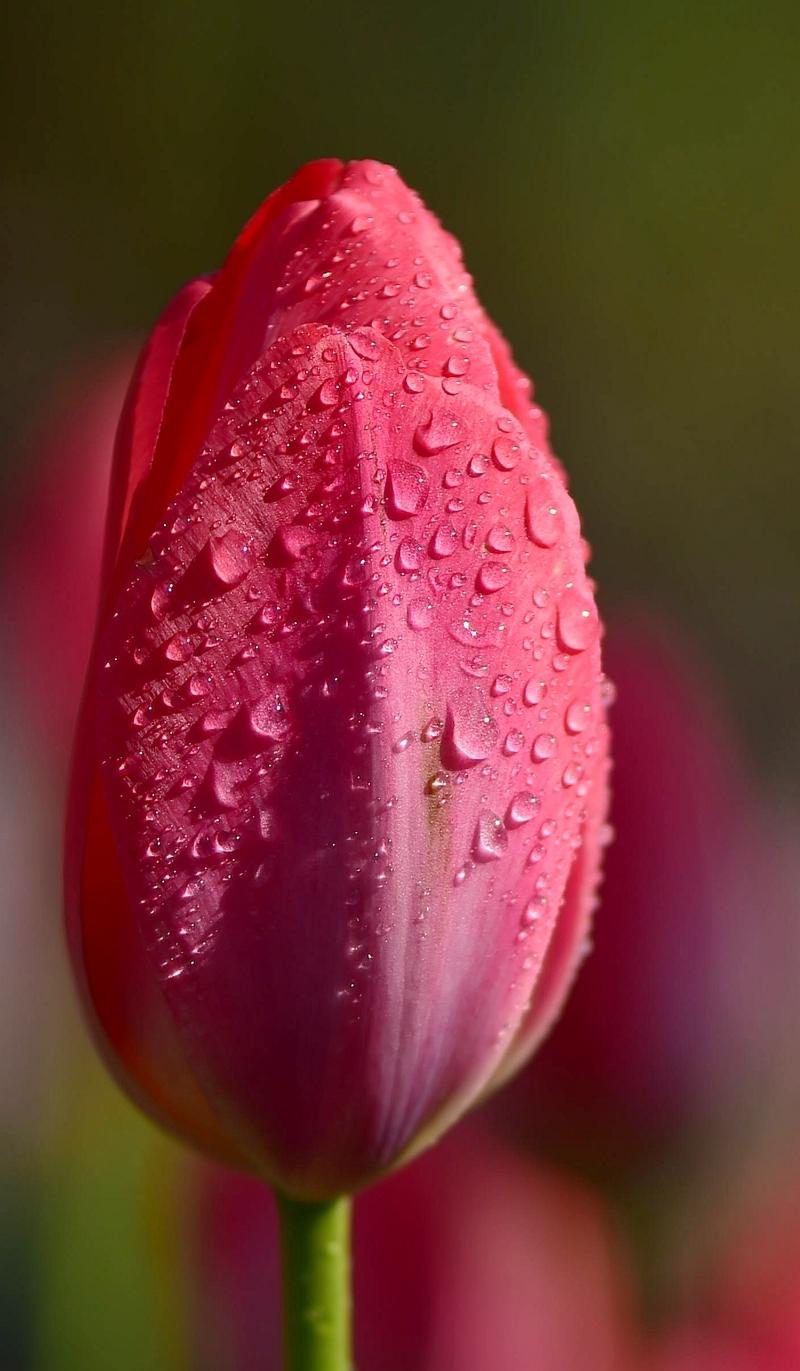 用郁金香表白语录,关于郁金香表白的浪漫句子