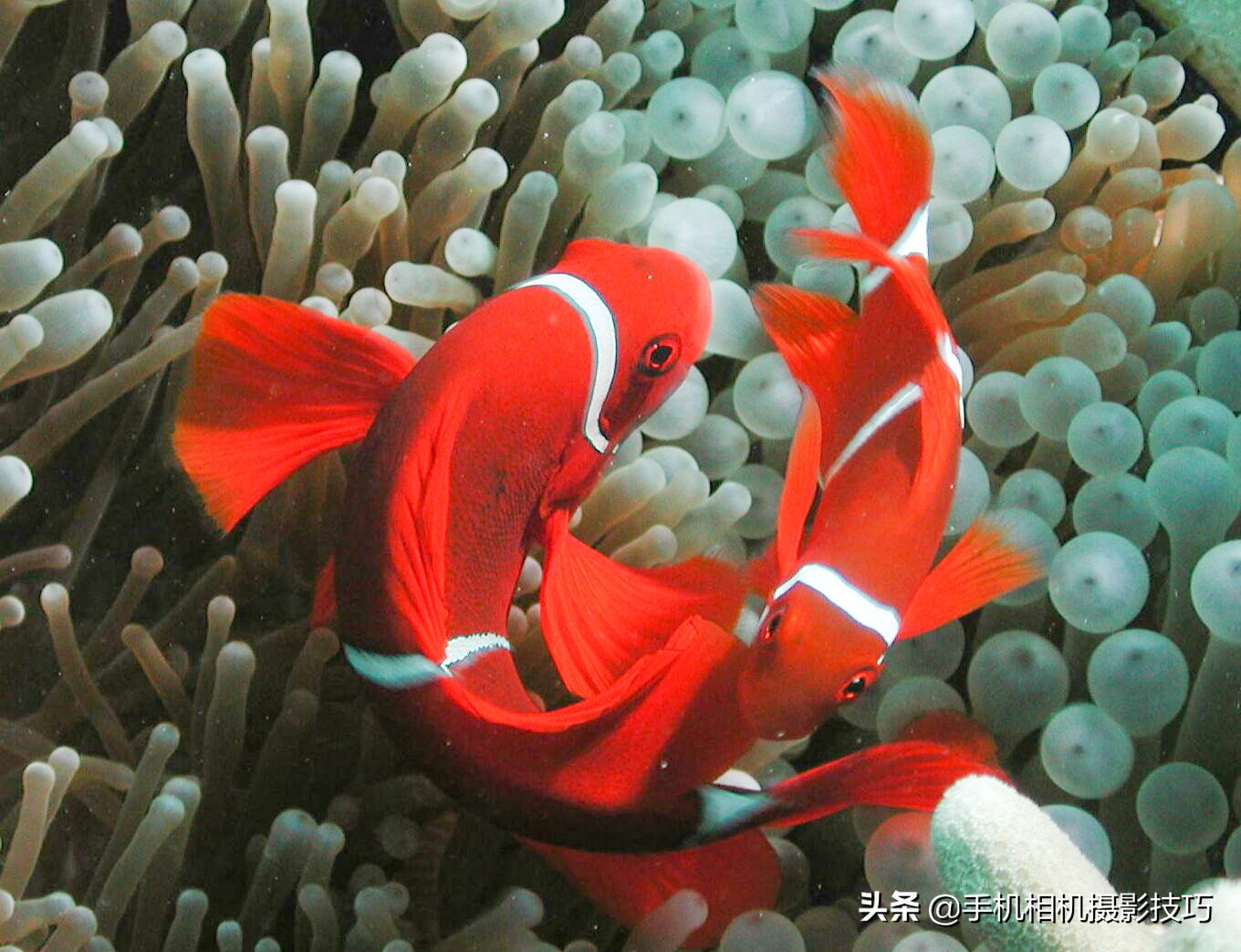 图片噪点太高后期能处理吗,噪点太高的照片后期怎么处理