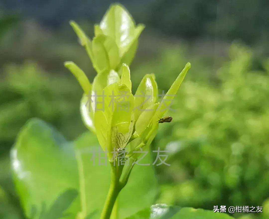 柑橘木虱防治工作要重视，果农分享五大防治要点