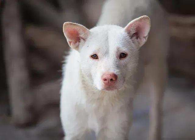 全球公认最古老的狗品种,世界十大最稀有的狗品种