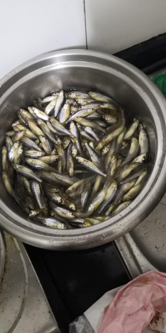 钓友入门竿子,钓鱼竿子新手野钓