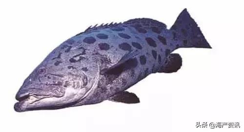 科普海洋鱼类知识儿童,海洋鱼类科普大全图解