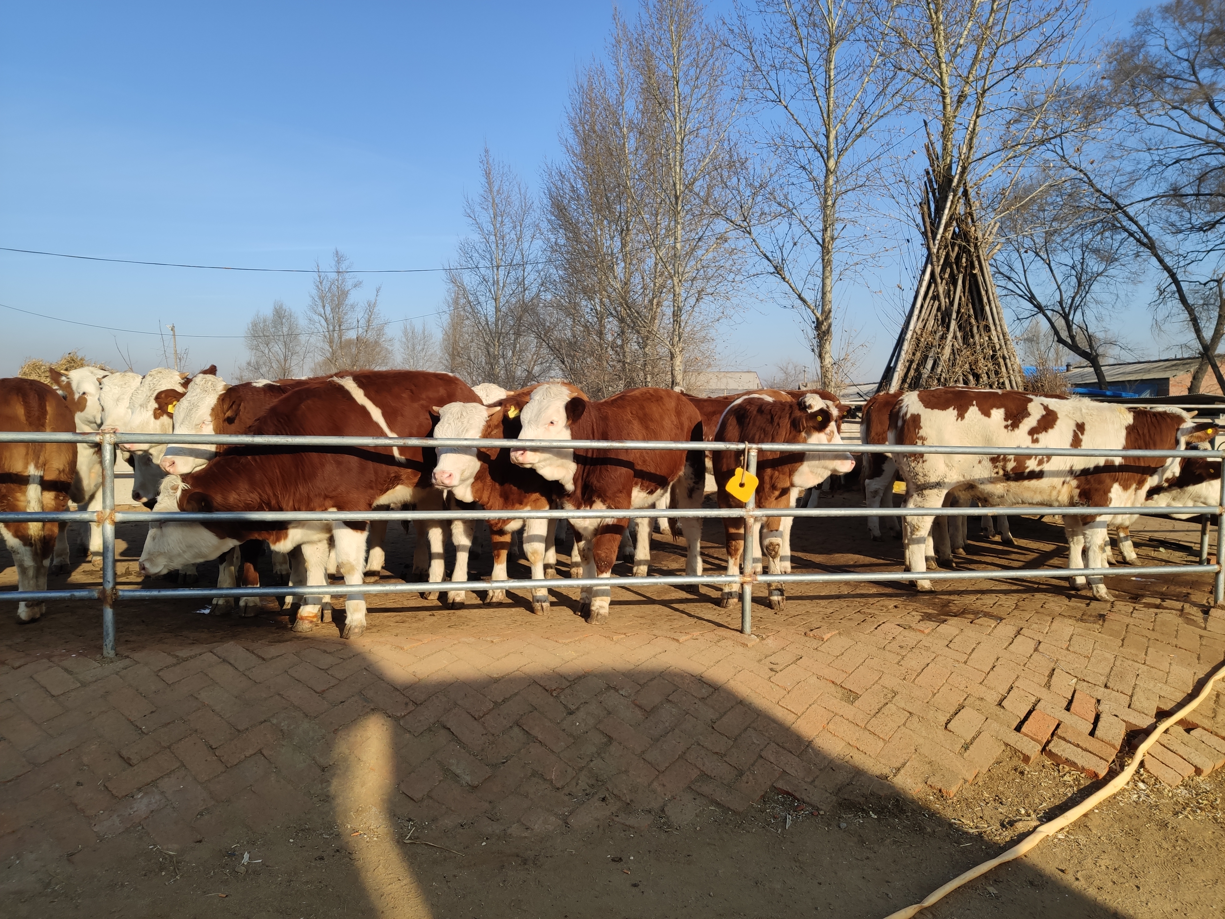 养牛人的粗心大意,造成了牛腿胯骨摔伤无法治疗,最后眼看着赔本