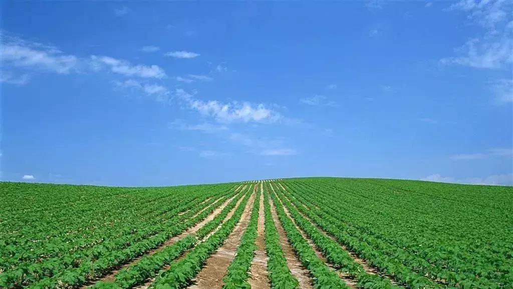 大豆苗期病虫害的防治,大豆后期虫害怎样防治