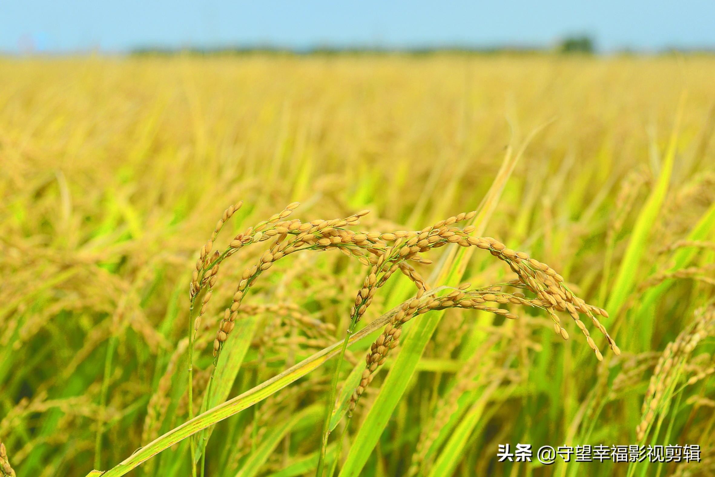 仓库的稻谷生虫有什么方法消灭吗,请问家里的稻谷怎样保存才不生虫
