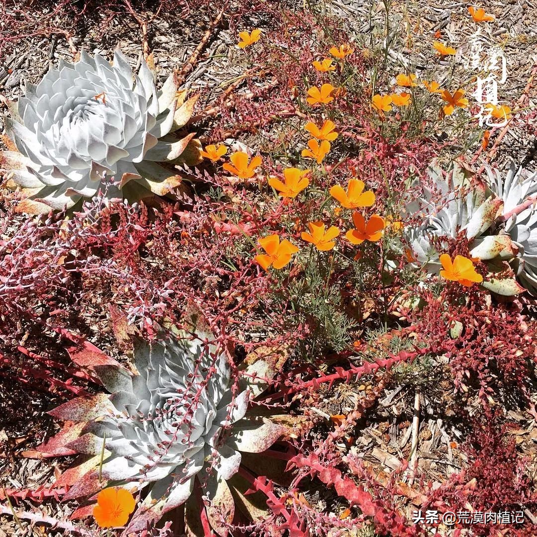 美国加州海岸仙女杯偷盗,美国加州仙女杯产业