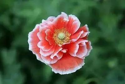 1到100朵红玫瑰花的寓意和花语,助人为乐善良可爱是哪种花的花语