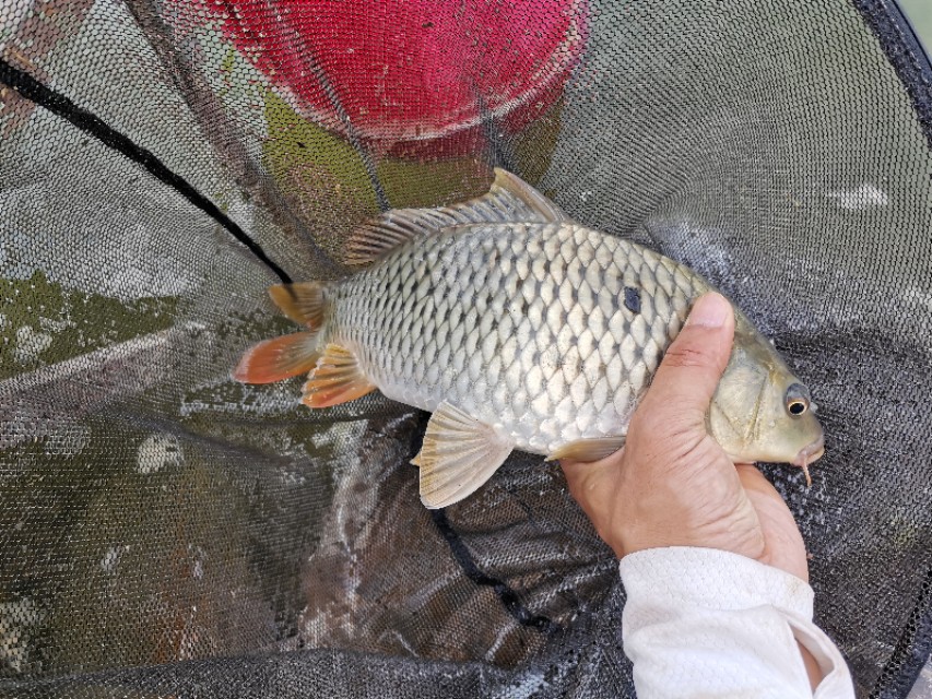 距昆明300公里的垂钓天堂,距离云南近的万峰湖野钓地点推荐