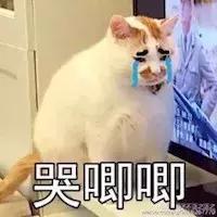 导致猫咪死亡率最高的疾病,猫咪尿道感染是什么原因引起的