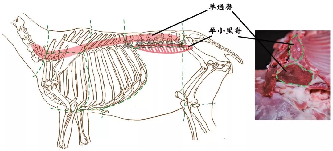 羊身上哪里肉贵,羊身上哪个部位便宜