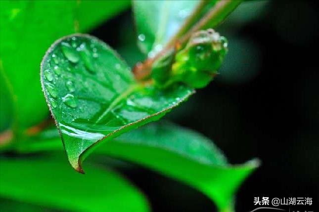 腌蔼青春去,苍茫白露稀