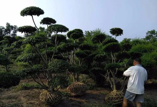 苗木造型树行情,造型树精品苗木