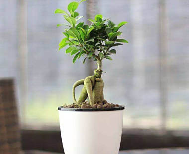 人参榕树盆景叶子掉光了怎么补救,小榕树叶子发黄掉叶子怎么回事