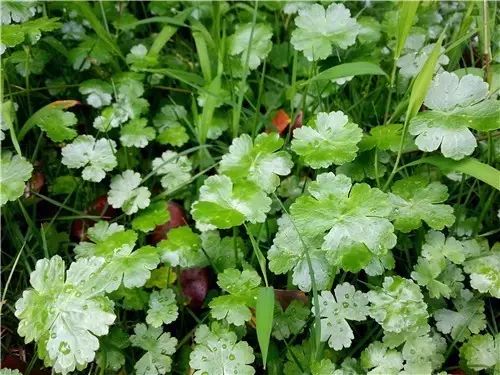 那些常见却叫不上名字的野花野草,常见的野花野草却是农家之宝