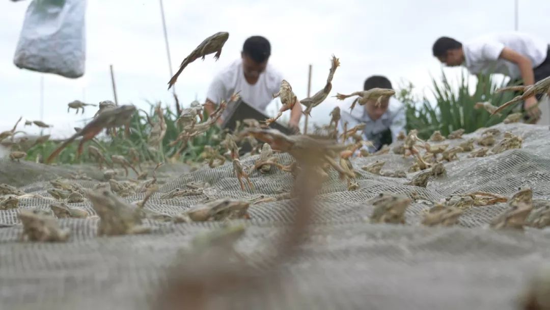 80后创业养殖青蛙视频,农民养青蛙致富项目