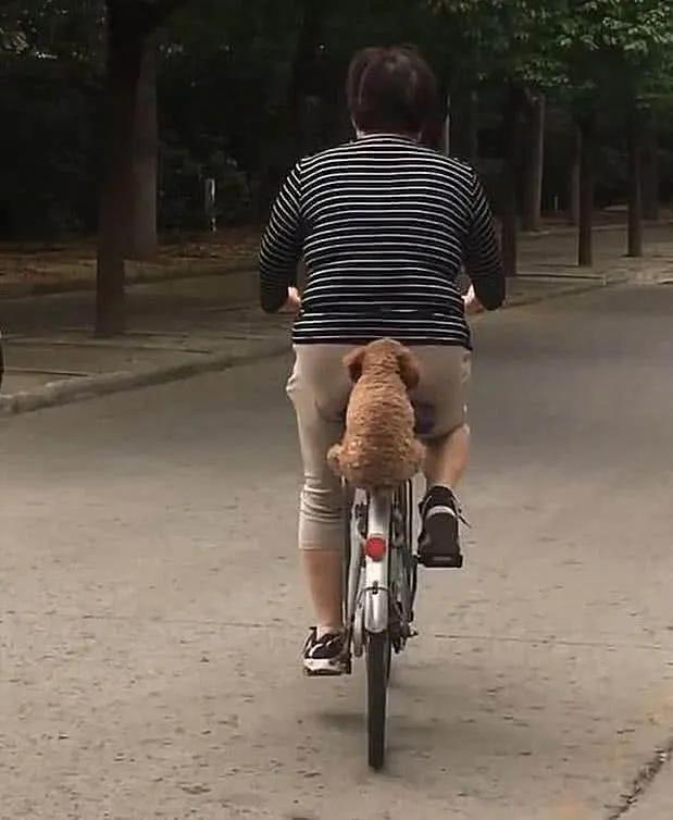 狗狗晕车吐了两次没精神,狗狗晕车吐了主人也吐了