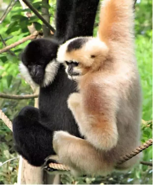 这些动物明明是“夫妻”,却没有长出一副“夫妻相”!