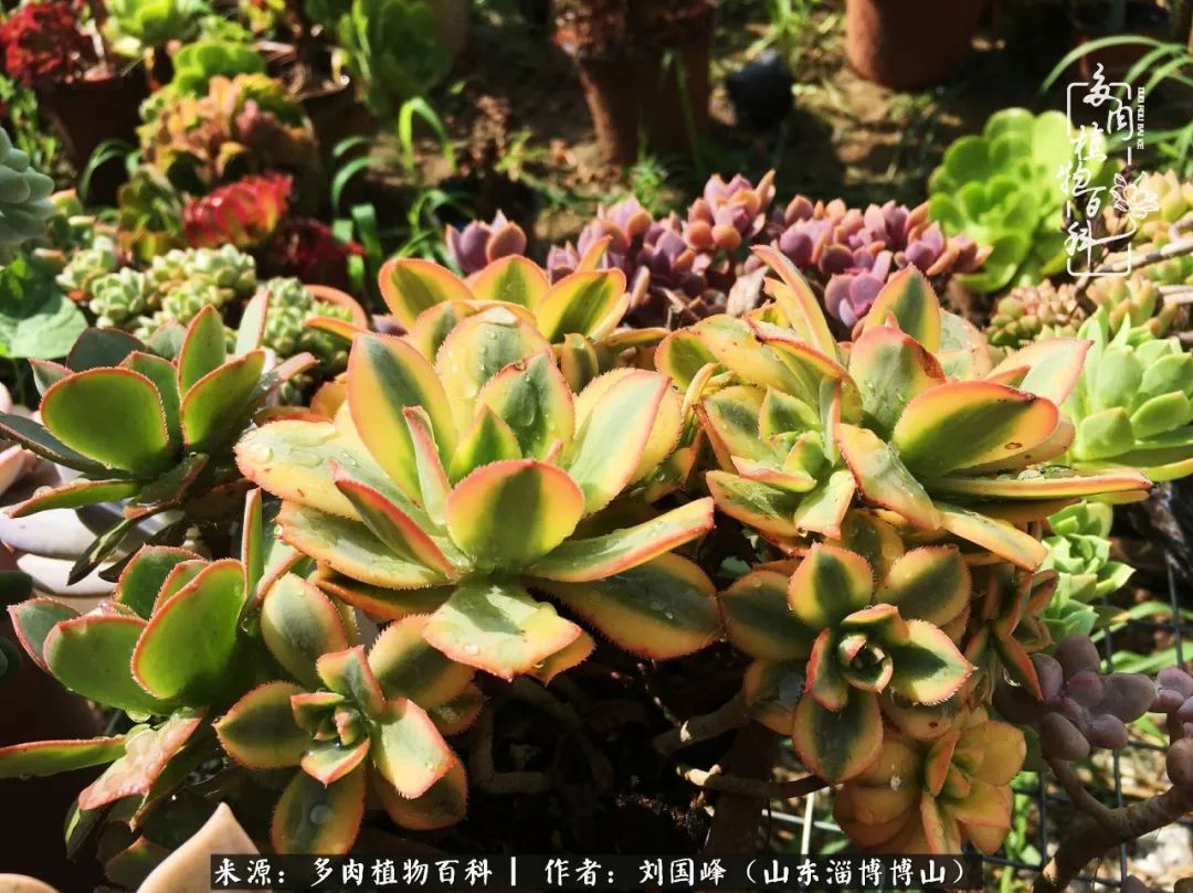 多肉安全度夏技巧,多肉如何度夏教学
