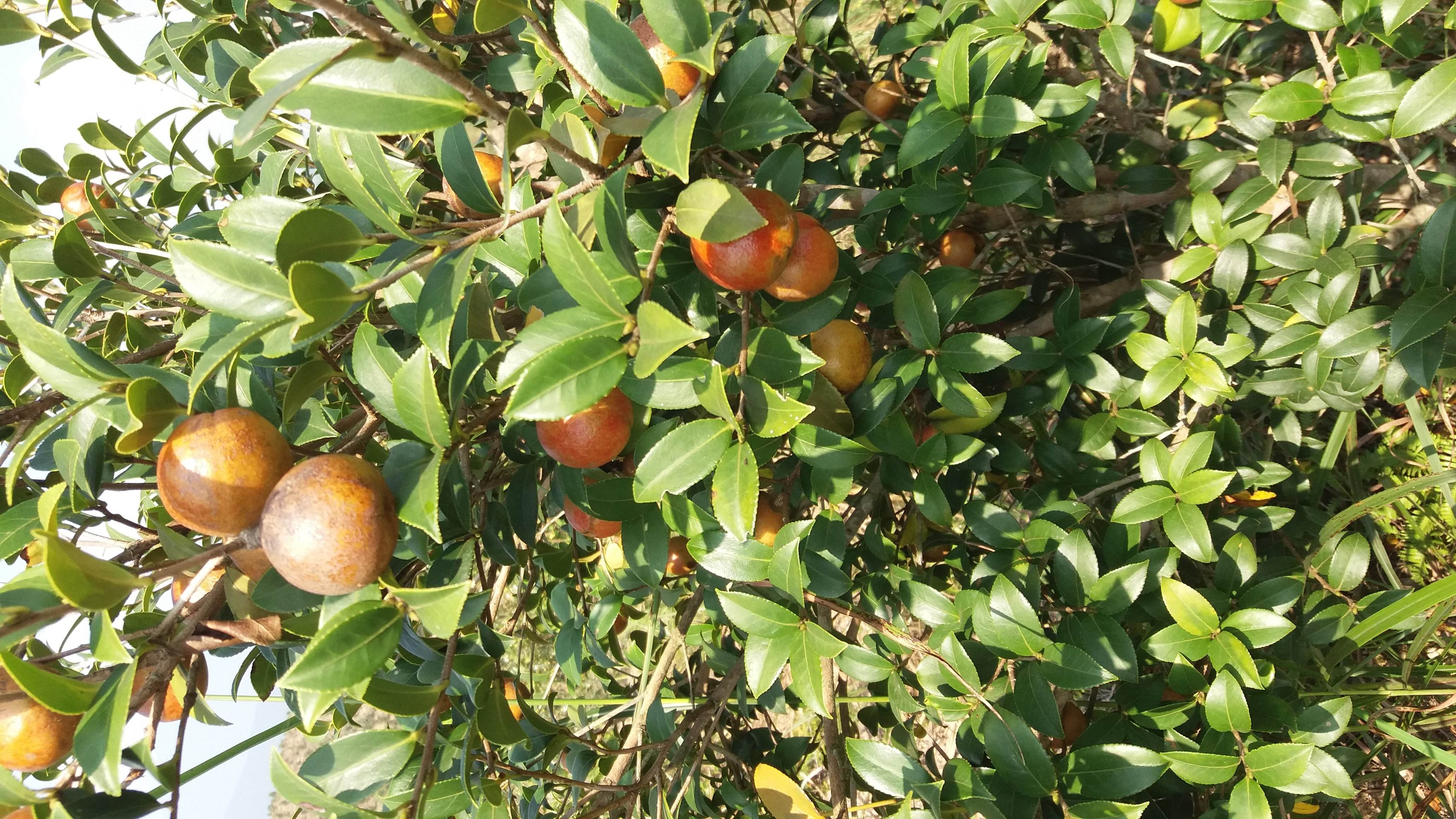 山茶油天峨,山茶油巴马