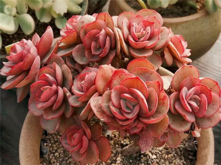 100种常见多肉的养法图片大全,60种好度夏的多肉植物