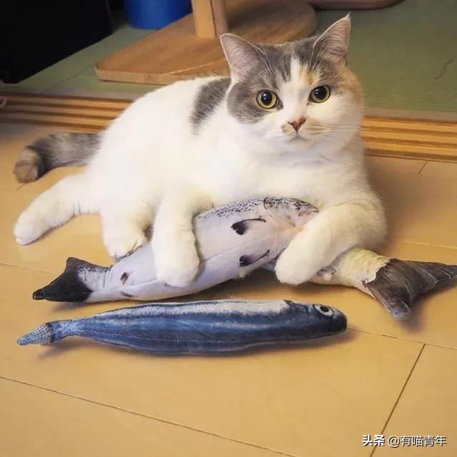 漂亮的三花猫欣赏,最迷人的三花猫