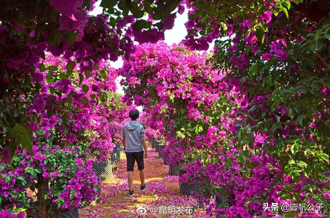 被大理的美景所折服,被丽江的风景美到了