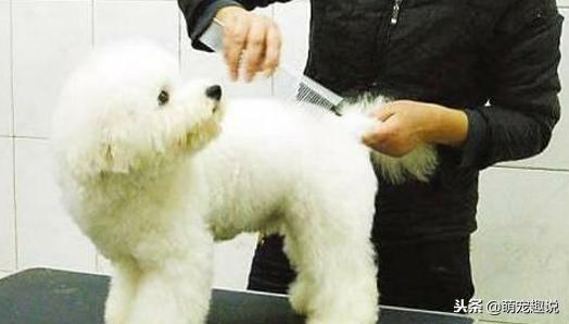 在家怎么给狗狗洗澡狗狗不愿意洗,狗狗不能经常洗澡怎么办