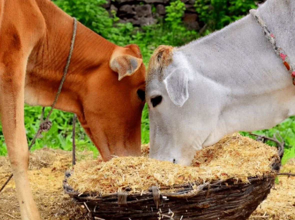牛积食不拉屎咋办,牛胃里有积食不倒嚼不排便怎么治