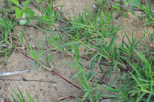 狗牙根的功效与作用,狗牙根有什么用处