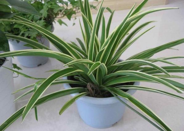 洋葱养花有什么作用,洋葱养花的功效和作用