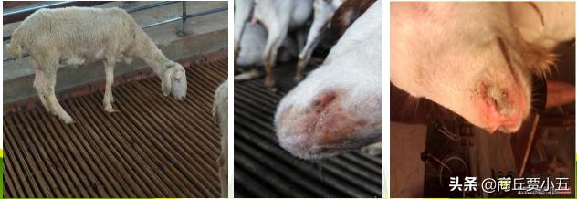 羊怎么分舍管理,羊场环境的好坏对羊的影响有多大