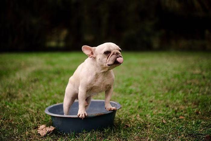 和斗牛犬拍照,斗牛犬拍写真集