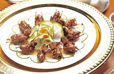 鸟儿放生抖音最火版,放生鸟最好在什么时候放生