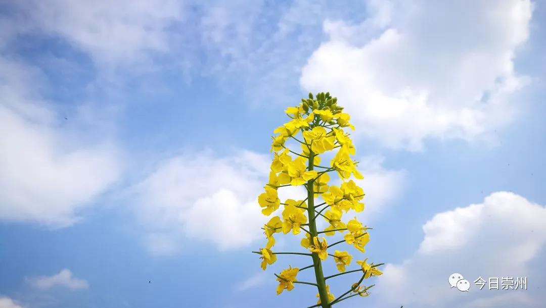 崇州市区看雪山,崇州看雪山