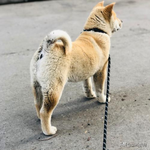 土狗为何只有中华田园犬这么贵,中华田园犬有多省钱