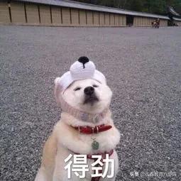 长春中小学择校条件,长春初中择校攻略