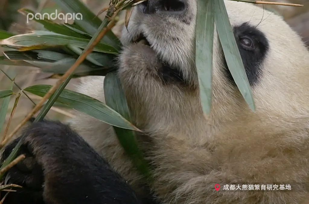 大熊猫快速吃竹笋,大熊猫吃竹子图片