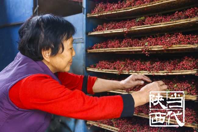 韩城花椒,韩城花椒麻度