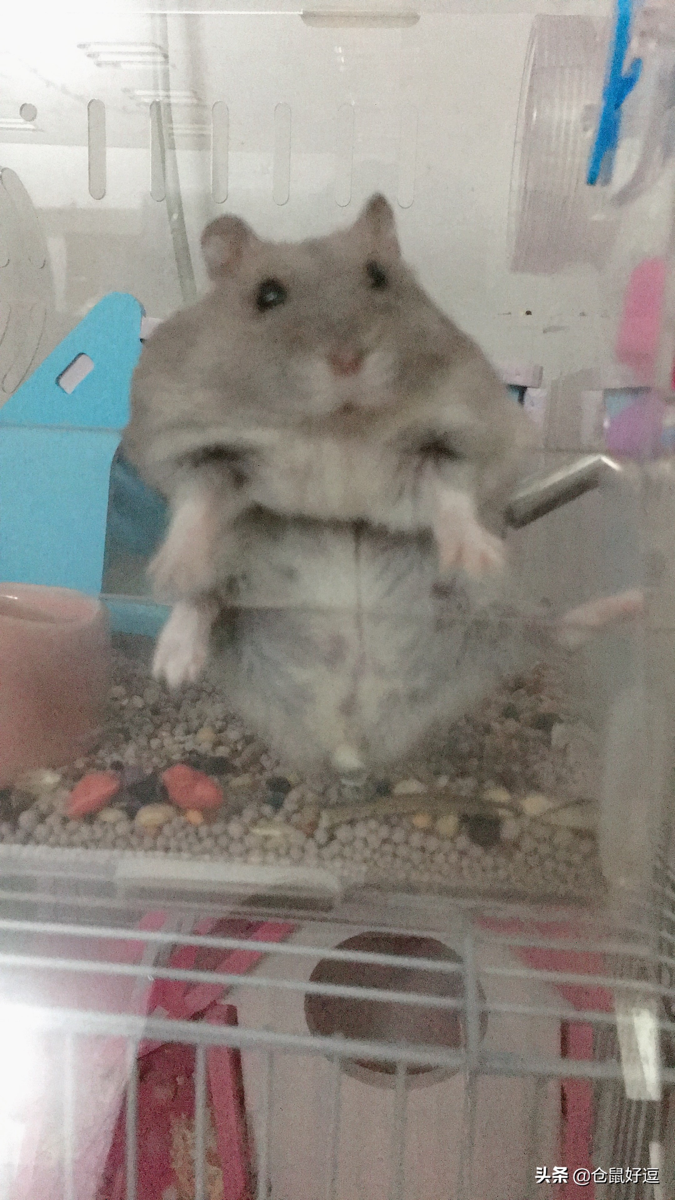 小仓鼠到底能不能吃水果,仓鼠生宝宝了一天要吃几个面包虫