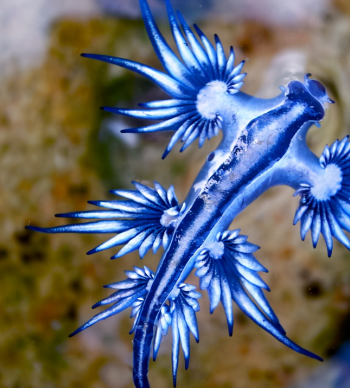 15种令人惊叹的透明生物,越看越可怕的动物