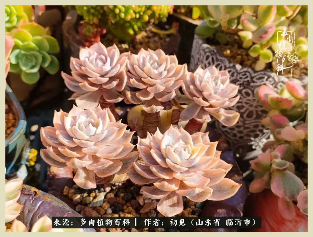 和多肉植物相伴,和多肉相处的心情