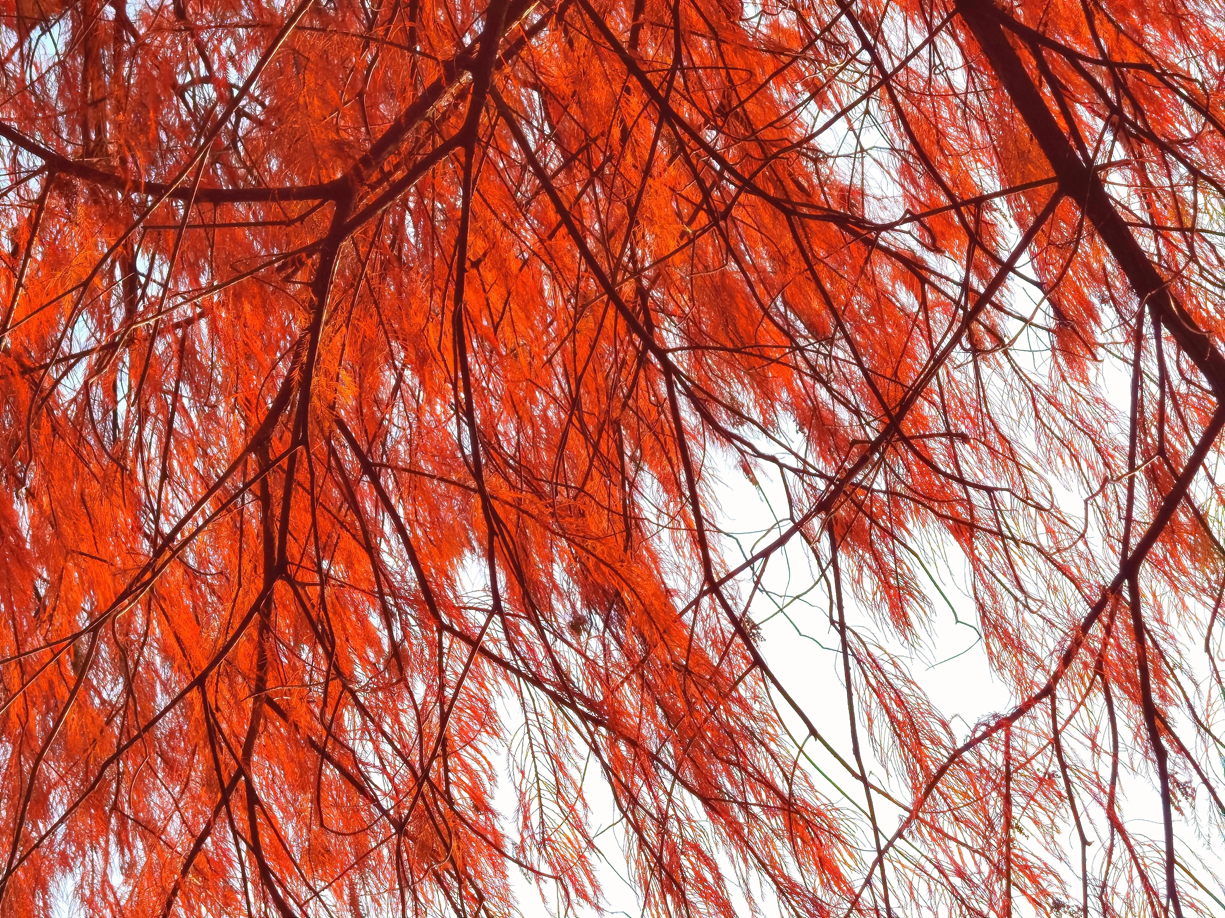 桂林：冬季到桂湖来看景