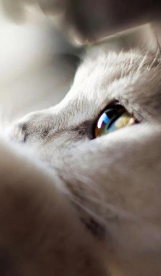 猫眼中好看的猫照片,猫眼猫咪原图